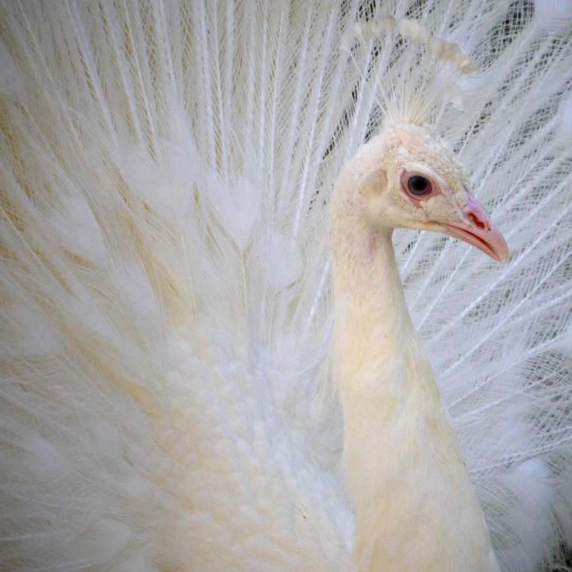 无人,方图,室外,白天,美景,孔雀,日本,尾巴,景观,白色,自然,景色,摄影,高雅,优美,自然风光,东亚,彩图