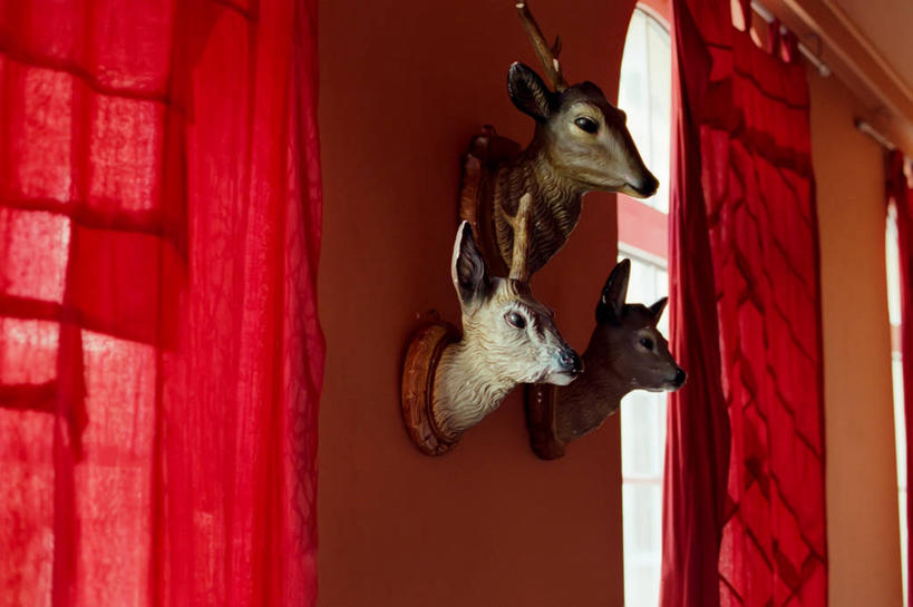 无人,横图,室内,白天,仰视,窗户,窗帘,比利时,塑胶,墙,三个,摄影,鹿角,安特卫普,法兰德斯,彩图,低角度拍摄