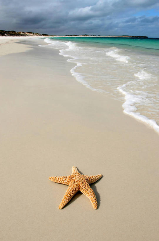 无人,竖图,室外,白天,海洋,海星,野生动物,澳大利亚,沙子,风景,摄影,宁静,澳大拉西亚,南澳大利亚,海滩,彩图