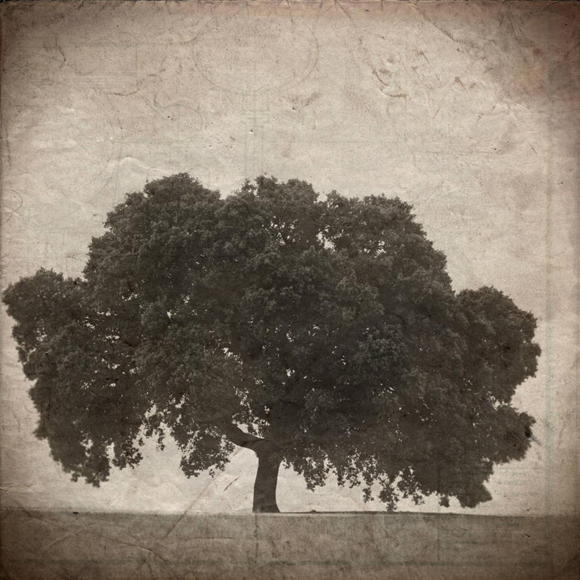 无人,方图,室外,白天,西班牙,地形,田地,首都,树,一个,自然,马德里,摄影,生长,单个,宁静,马德里省,伊比利亚半岛,彩图