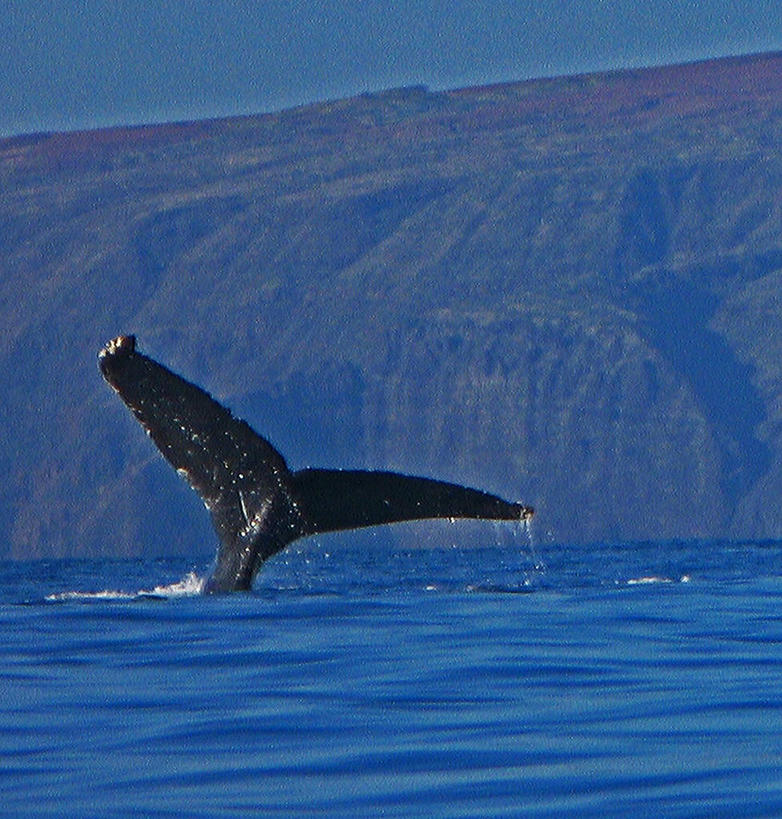 游泳,无人,方图,室外,白天,海洋,野生动物,美国,尾巴,水面,摄影,显现,大洋洲,夏威夷群岛,驼背鲸,太平洋岛屿,彩图,毛伊岛
