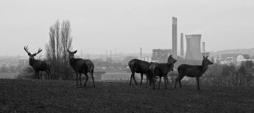 无人,工厂,横图,全景,黑白,室外,白天,鹿,比利时,地平线,塔,辽阔,地面,草,自然,广阔,摄影,五只,一望无际,环境,污染,延伸,冷却塔,天地相交,悲哀,无边无际,一马平川