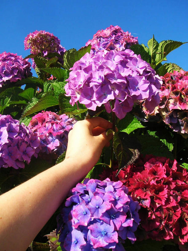 手,一个人,竖图,室外,白天,采摘,叶子,爱尔兰,花,花朵,紫色,人体,摄影,生长,部分,清新,北欧,芒斯特省,万里无云,科克郡,彩图