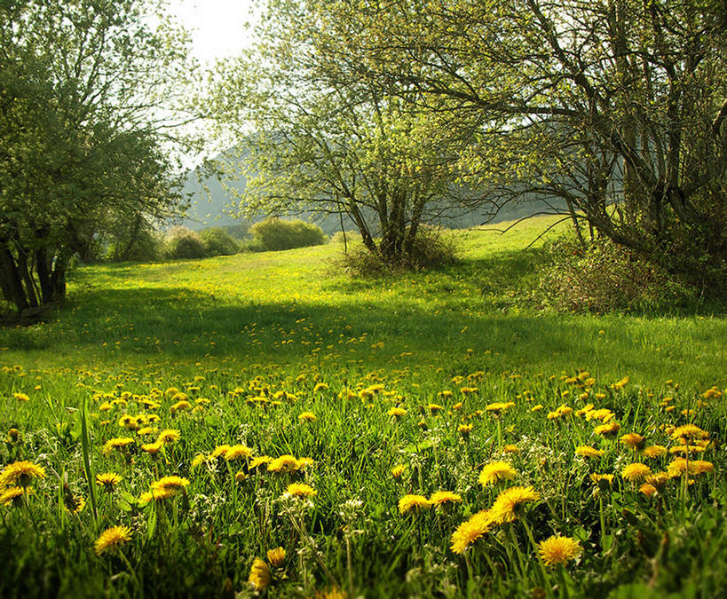 无人,横图,室外,白天,草地,美景,蒲公英,美国,地形,景观,树,绿色,风景,自然,春天,景色,摄影,宁静,自然风光,杜兰戈,彩图