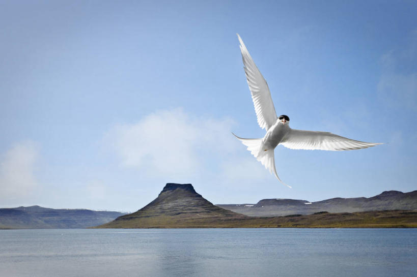 无人,横图,室外,白天,自由,海洋,美景,山,野生动物,欧洲,冰岛,地形,景观,飞,风景,自然,景色,摄影,气象,气候,自然风光,北欧,冰岛共和国,北极燕鸥,彩图,西峡湾区