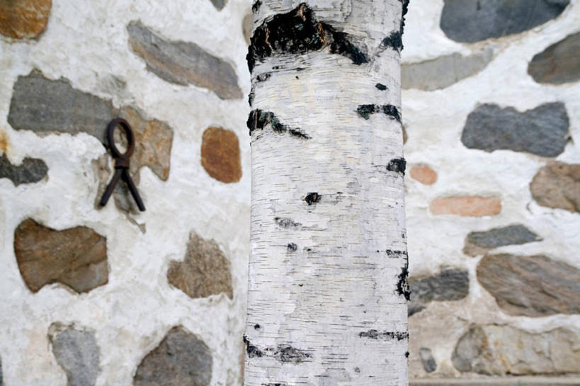 无人,横图,室外,白天,建筑,欧洲,芬兰,围墙,石墙,树干,模仿,摄影,白桦,部分,北欧,落叶树,芬兰共和国,想法,南芬兰省,彩图