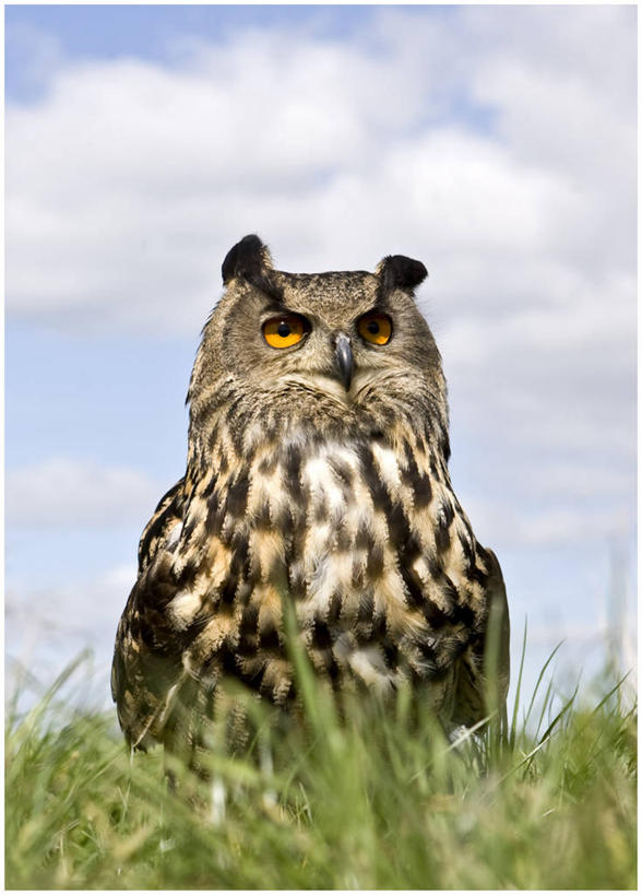 无人,站,坐,竖图,室外,白天,仰视,自由,美景,猫头鹰,野生动物,英国,景观,云,宏伟,草,天空,自然,动物,景色,摄影,自然风光,北欧,支配,彩图,低角度拍摄,大雕