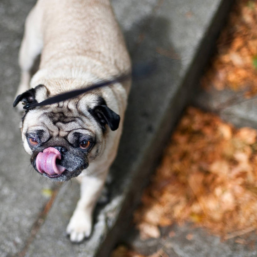 方图,俯视,室外,叶子,美国,阴影,小的,路边,人行道,动物,家畜,舔,摄影,哈巴狗,干的,狗链,步行,彩图,高角度拍摄,纯种犬
