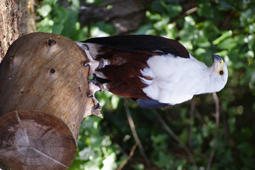 无人,动物园,坐,竖图,室外,特写,白天,鹰,叶子,西班牙,树桩,动物,摄影,爪,肖像,伊比利亚半岛,彩图