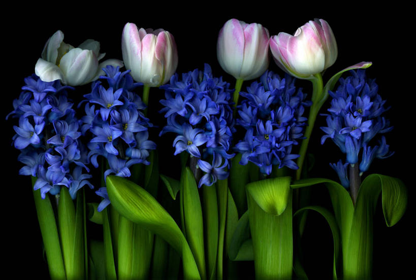 无人,横图,室内,美景,郁金香,英国,一排,黑色背景,整齐,景观,英格兰,排列,粉色,蓝色,黑色,自然,四个,景色,摄影,脆弱,队列,自然风光,北欧,约克郡,利兹市,彩图,影棚拍摄