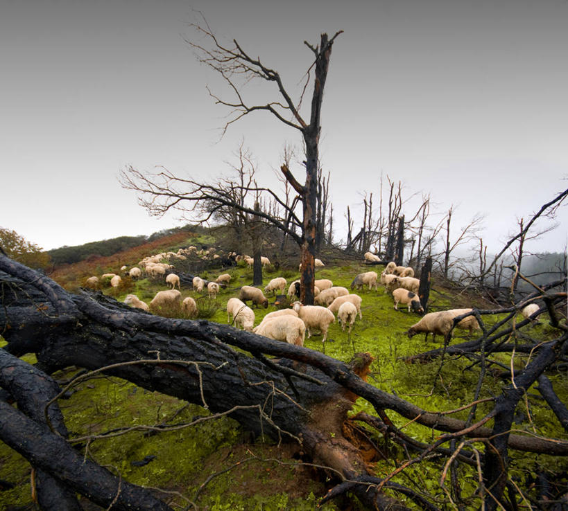 无人,横图,室外,白天,农业,美景,山,多云,西班牙,一群,许多,废弃,环保,景观,羊群,很多,树,自然,家畜,景色,摄影,能源,回收,资源,销毁,圆木,自然风光,利用,低碳,循环,伊比利亚半岛,持续,圣马特奥县,大西洋群岛,大加纳利,烧毁,绵羊,彩图