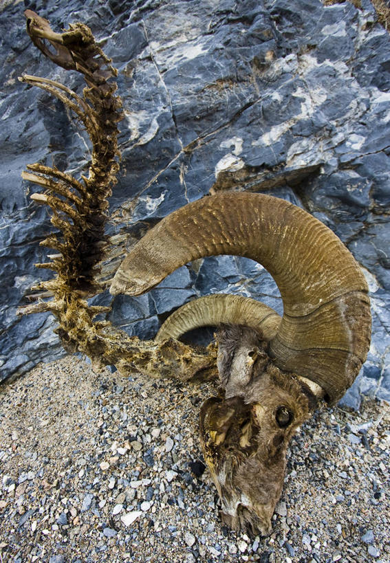 无人,公园,竖图,美国,摄影,死亡,亚利桑那,北美,北美洲,国家公园,加利福尼亚,沙砾,美洲,大峡谷国家公园,加州,死亡谷国家公园,加利福尼亚州,金州,黄金州,北亚美利加洲,亚美利加洲,死谷,死谷国家公园,人体结构,绵羊,彩图,美利坚合众国