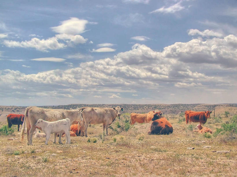 无人,横图,室外,白天,农业,草原,牛,美国,地平线,云,辽阔,地面,天空,动物,广阔,家畜,摄影,一望无际,北美,北美洲,延伸,美洲,小牛,科罗拉多州,科罗拉多,天地相交,北亚美利加洲,亚美利加洲,百年州,无边无际,一马平川,肉牛,彩图,美利坚合众国,家牛