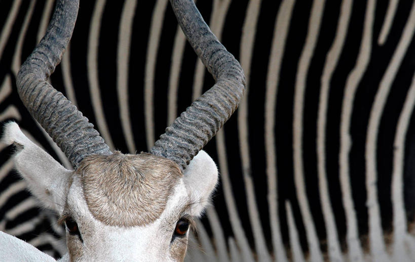 无人,横图,室外,特写,白天,美景,哺乳动物,野生动物,羊,以色列,亚洲,条纹,景观,自然,动物,两只,景色,可爱,摄影,活泼,中东,自然风光,西亚,野山羊,悬羊,以色列国,拉马特甘,山羊,彩图,西伯利亚北山羊,拉马干,特拉维夫区