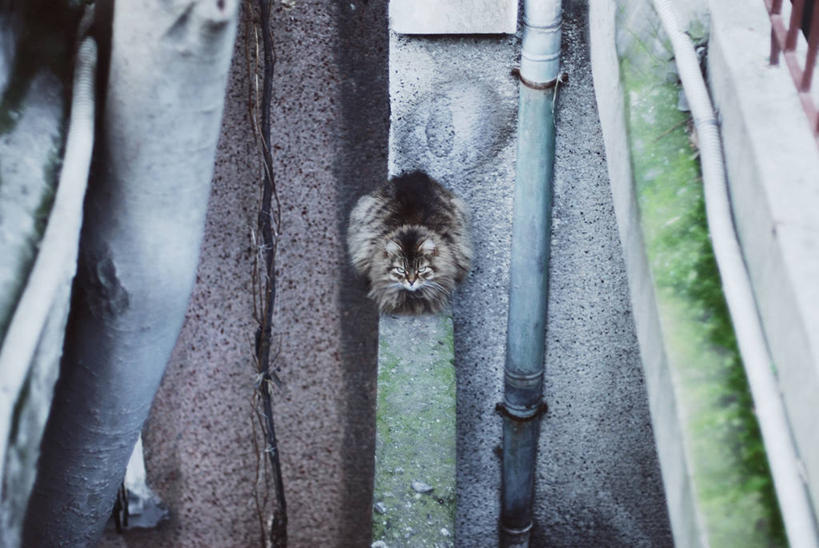 无人,坐,横图,俯视,室外,白天,街道,欧洲,树干,摄影,中东,伊斯坦布尔,斑纹猫,彩图,高角度拍摄,伊斯坦布尔省