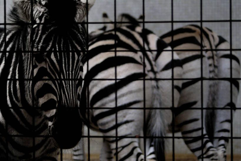 无人,横图,室外,白天,斑马,野生动物,英国,三只,条纹,尾巴,格子,监狱,摄影,彩图