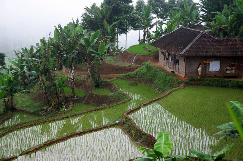 横图,俯视,室外,白天,农业,山,建筑,印度尼西亚,房屋,稻田,洗衣服,摄影,宁静,西爪哇,爪哇,死水,彩图,高角度拍摄,传统文化