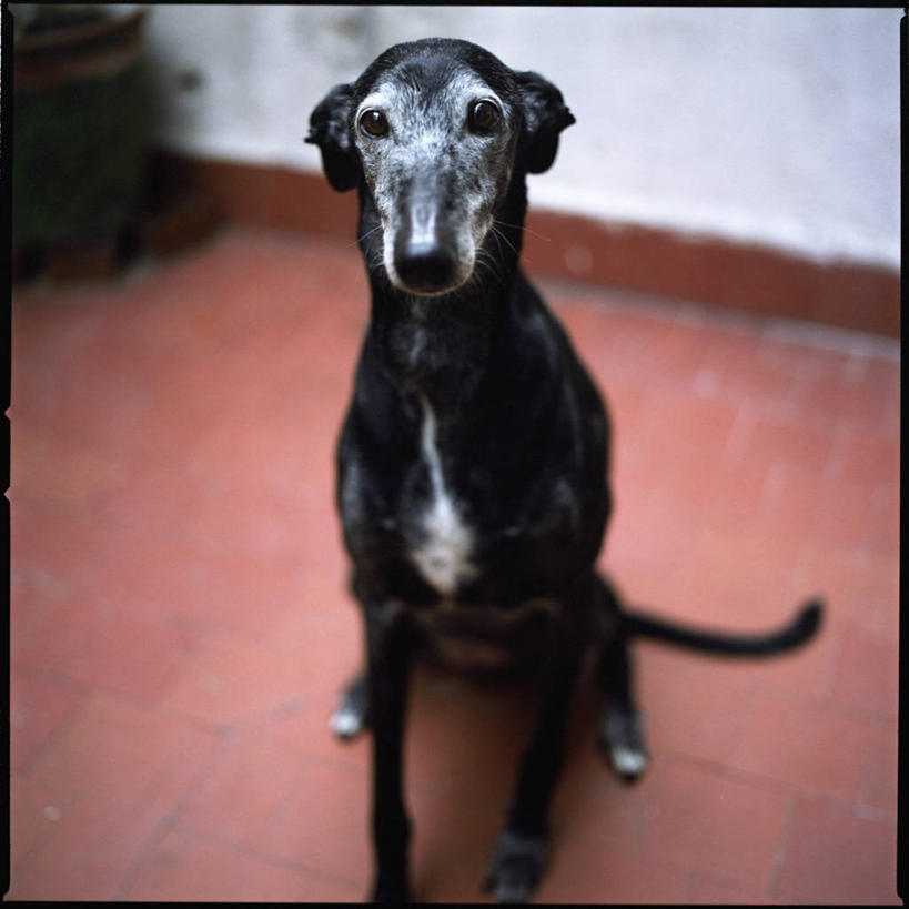 无人,坐,方图,室内,白天,纯洁,宠物,可爱,童年,童趣,摄影,肖像,童真,烂漫,无邪,忠诚,灰猎犬,悲哀,天真,彩图