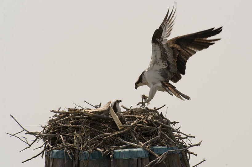 无人,横图,室外,白天,野生动物,美国,三只,鸟巢,宏伟,动物,摄影,关爱,鱼鹰,彩图