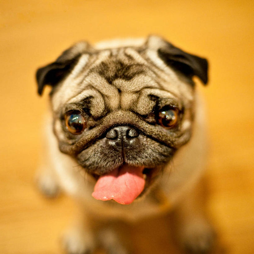 皱纹,无人,方图,俯视,正面,宠物,美国,橙色背景,小的,伸舌头,凝视,摄影,哈巴狗,肖像,彩图,高角度拍摄,影棚拍摄