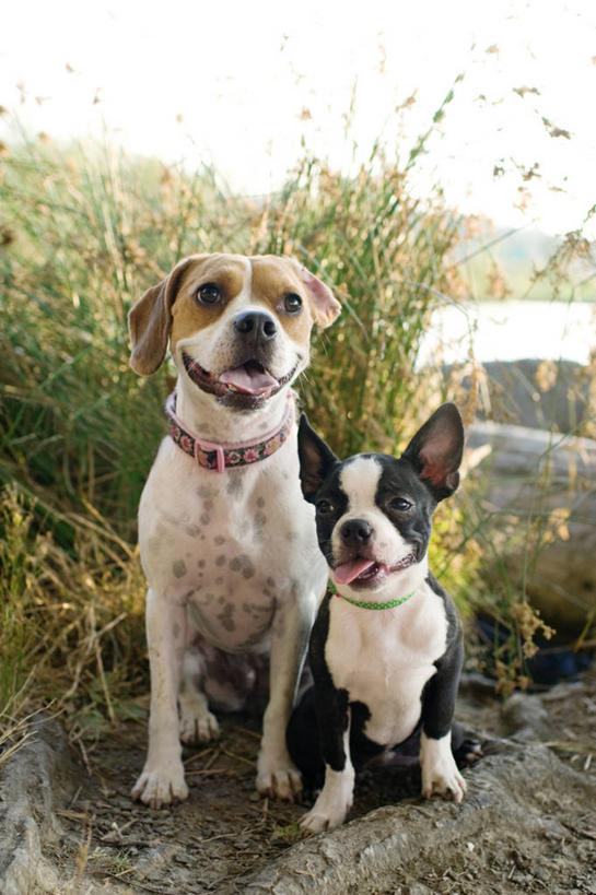 无人,坐,竖图,室外,白天,正面,满意,幸福,纯洁,宠物,狗,美国,并排,小的,小狗,草,动物,两只,可爱,童年,童趣,摄影,肖像,童真,烂漫,无邪,华盛顿州,西雅图,天真,彩图,波士顿猎犬