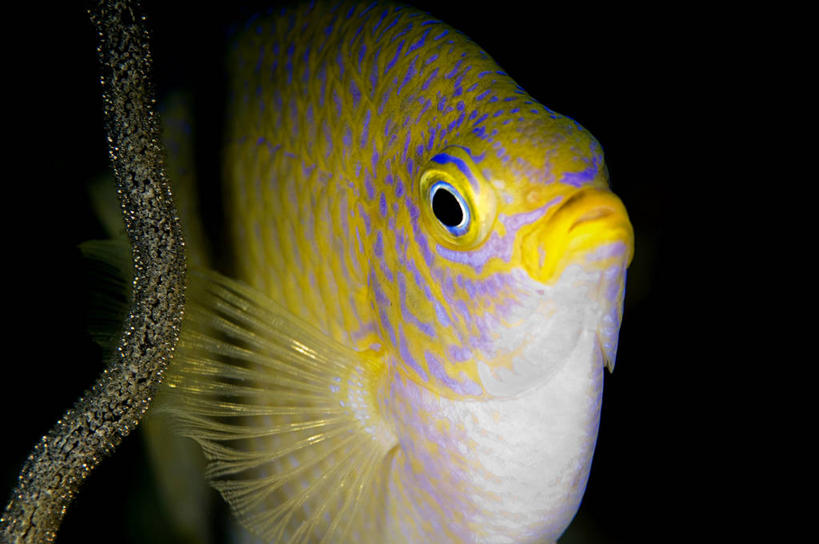 游泳,无人,横图,彩色,水下,美景,澳大利亚,黑色背景,景观,黄色,自然,景色,摄影,五颜六色,雀鲷,色彩斑斓,热带气候,自然风光,五彩缤纷,五彩斑斓,五光十色,彩图