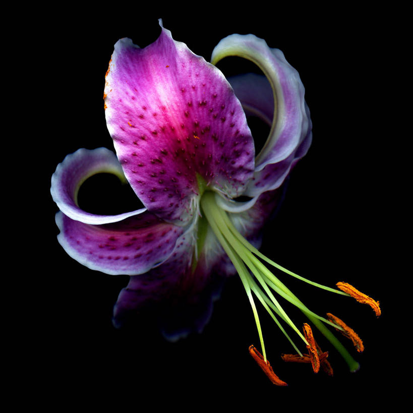 无人,方图,彩色,特写,神秘,美景,英国,黑色背景,盛开,景观,花蕾,花,花瓣,花朵,鲜花,一朵,自然,花苞,花蕊,景色,摄影,五颜六色,色彩斑斓,自然风光,五彩缤纷,五彩斑斓,五光十色,卷丹,彩图,影棚拍摄