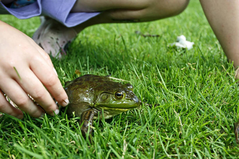 西方人,儿童,一个人,横图,室外,白天,纯洁,欧洲,美国,欧洲人,仅一个男性,仅一个人,草,小孩,自然,仅一个小孩,可爱,童年,童趣,摄影,中裤,接,童真,烂漫,无邪,天真,男孩,男人,男性,白种人,孩子,触摸,跪着,彩图,男生,好奇心