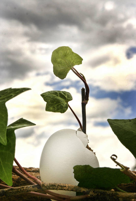 无人,竖图,室外,白天,植物,叶子,美国,云,茎,数码合成,自然,摄影,生长,孵化,北美,北美洲,美洲,佛罗里达,佛罗里达州,佛州,阳光州,北亚美利加洲,亚美利加洲,卵,彩图,美利坚合众国