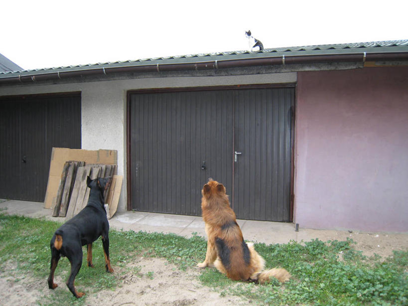 站,坐,横图,室外,白天,运动模糊,车库,宠物,狗,猫,波兰,三只,屋顶,背面,向上看,摄影,德国牧羊犬,等,杜宾犬,敌对,危险,彩图