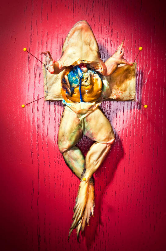 无人,竖图,红色背景,木纹,打开,摄影,解剖,开启,科学实验,人体结构,仰卧,彩图,晕影