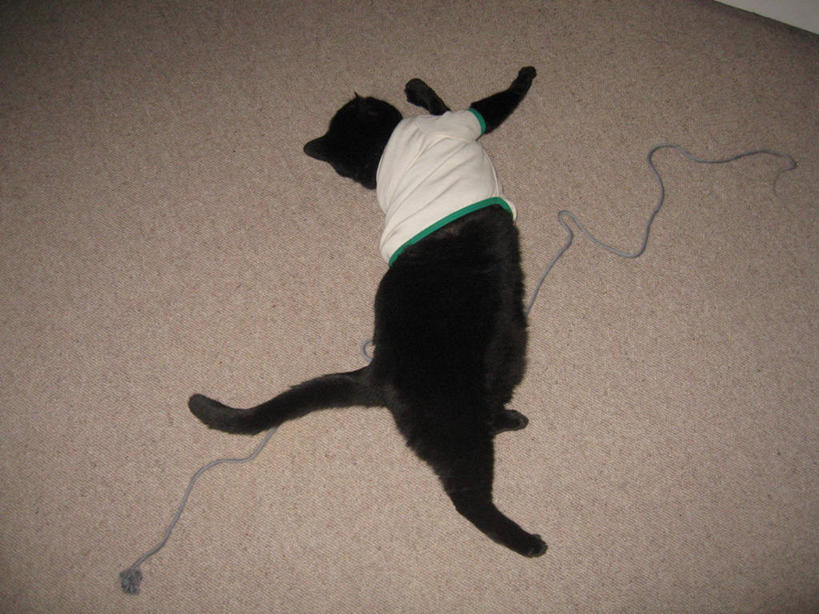 无人,横图,室内,白天,地板,宠物,猫,伸展,T恤,休闲装,放松,摄影,幽默,羊毛,侧卧,彩图