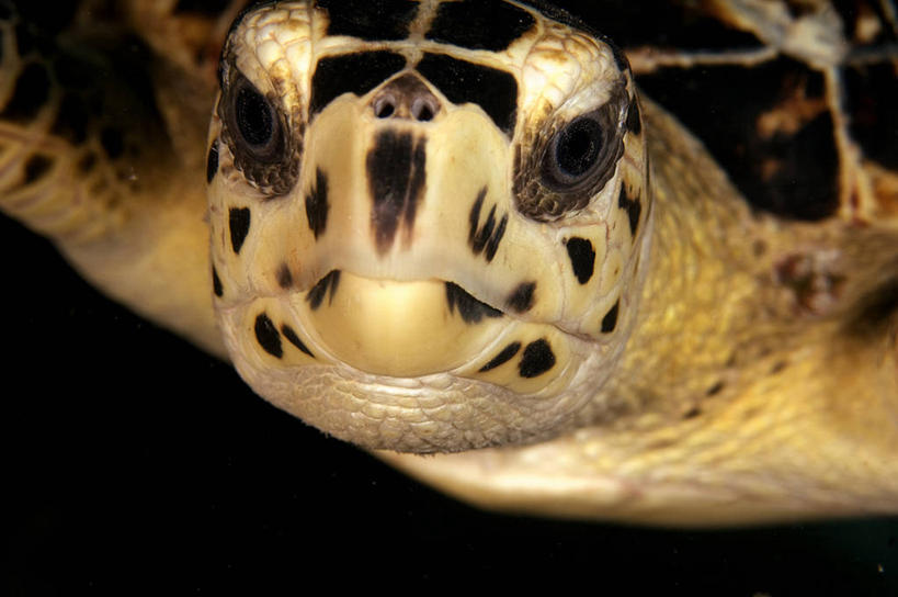 游泳,眼睛,无人,横图,特写,自由,野生动物,黑色背景,蓝色,摄影,部分,玳瑁,肖像,彩图