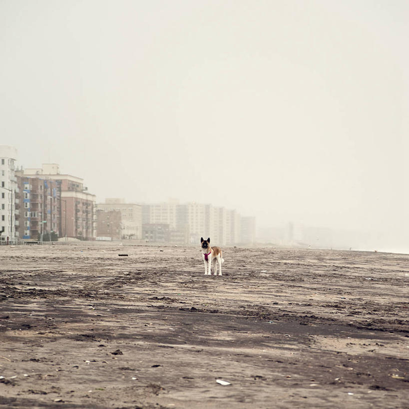 无人,站,方图,室外,白天,雾,城市,宠物,狗,美国,家畜,摄影,布鲁克林,日本秋田犬,彩图