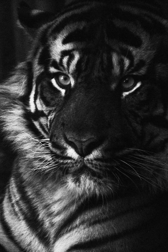 无人,竖图,黑白,特写,正面,骄傲,虎,野生动物,阴影,力量,摄影,肖像,影棚拍摄