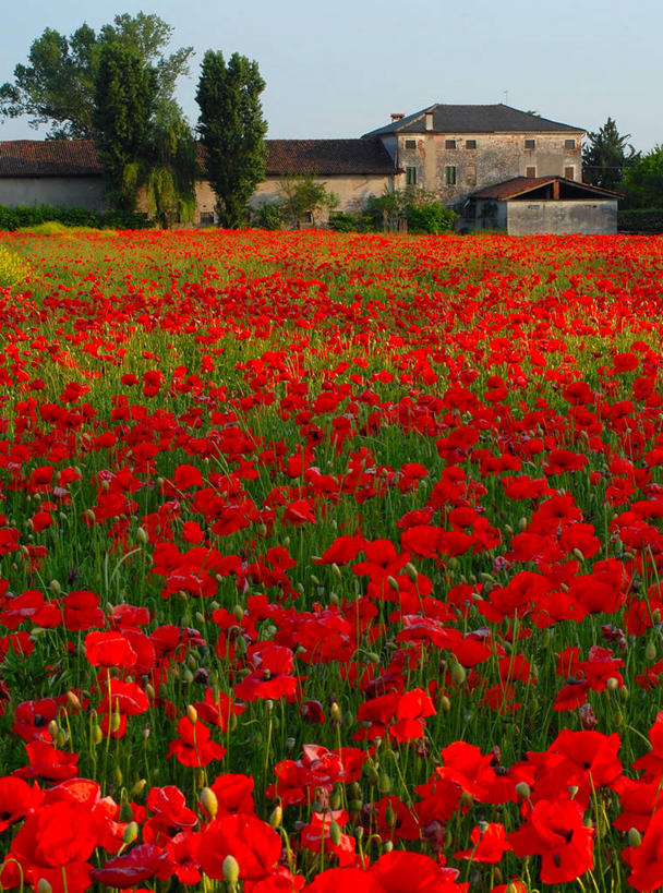 无人,竖图,室外,白天,草地,美景,意大利,丰富,房屋,景观,红色,自然,夏天,景色,摄影,生长,自然风光,农舍,维琴察,彩图