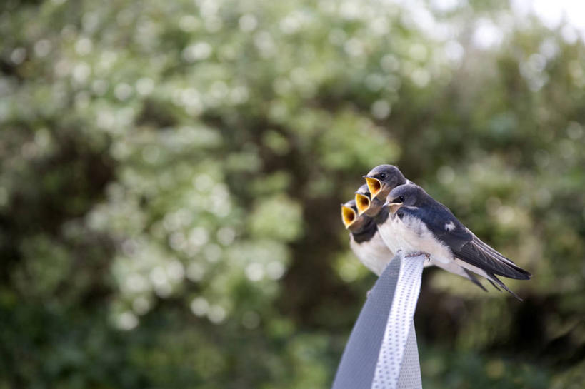 无人,横图,室外,白天,侧面,野生动物,燕子,英国,澳大利亚,三只,一排,整齐,并排,排列,自然,动物,张嘴,摄影,栖息,队列,大洋洲,塔斯马尼亚,澳洲,张大嘴巴,南方大陆,澳大利亚联邦,塔斯马尼亚州,康沃尔,朗塞斯顿,张开嘴,彩图,动物行为