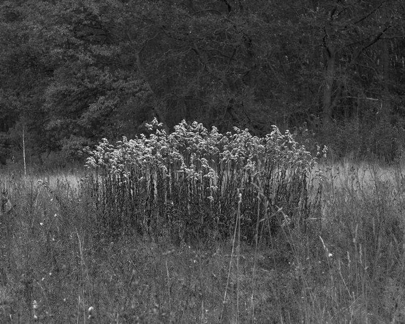 无人,横图,黑白,室外,白天,旅游,度假,草地,美景,森林,植物,罗马尼亚,景观,娱乐,草,自然,享受,休闲,景色,放松,摄影,生长,灌木,自然风光,克卢日纳波卡