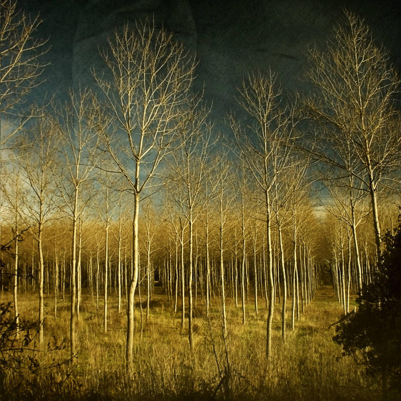 无人,方图,室外,夜晚,森林,法国,冬天,自然,摄影,宁静,怪异,秋天,彩图,贝塞尔