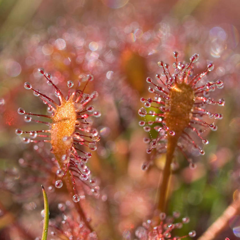 无人,方图,室外,特写,白天,法国,湿,液体,自然,摄影,生长,清新,茅膏菜,利穆赞,危险,彩图