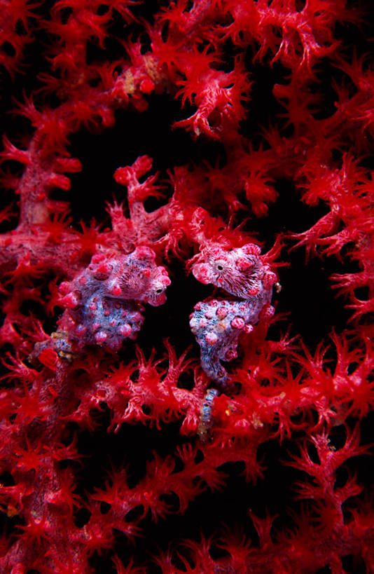 无人,竖图,室外,特写,水下,海洋,美景,印度尼西亚,三只,景观,海洋生物,无脊椎动物,紫色,自然,景色,摄影,腔肠动物,北苏拉威西,脆弱,柳珊瑚,自然风光,伪装,珊瑚虫,石帆,海团扇,豆丁海马,彩图