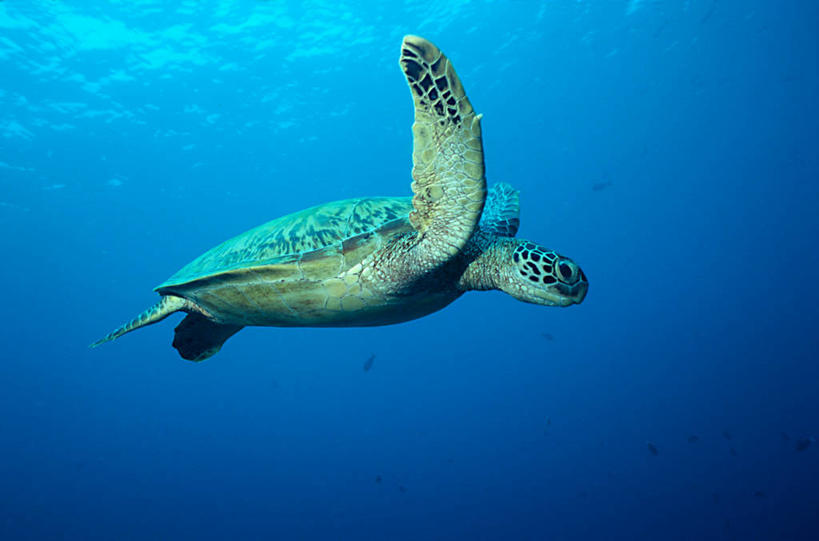 游泳,无人,横图,室外,白天,仰视,自由,水下,海洋,马来西亚,自然,摄影,巨大,庞大,绿蠵龟,宏大,硕大,伟大,沙巴州,彩图,低角度拍摄,诗巴丹岛