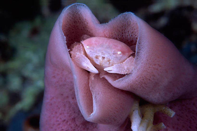 无人,横图,室外,特写,水下,海洋,美景,印度尼西亚,螃蟹,景观,紫色,自然,动物,两只,景色,摄影,北苏拉威西,国家公园,自然风光,伪装,彩图,诗巴丹岛,管状海绵