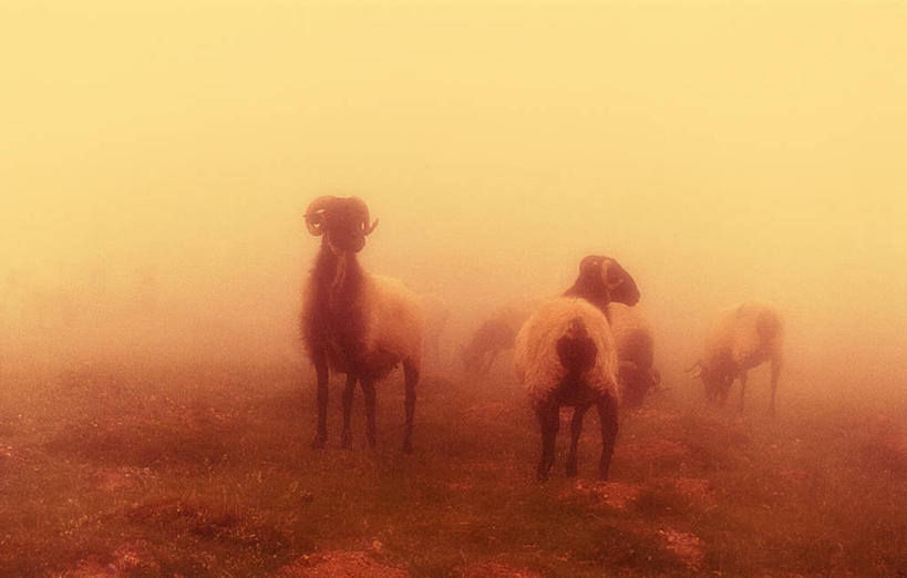 无人,站,横图,阶调图片,室外,白天,农业,牧场,雾,西班牙,家畜,摄影,宁静,巴斯克自治区,山羊,彩图