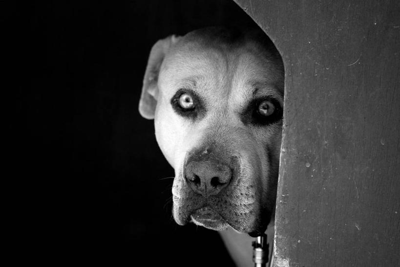 无人,横图,黑白,室外,白天,留白,纯洁,宠物,西班牙,欧洲,可爱,童年,童趣,凝视,摄影,简单,南欧,肖像,童真,烂漫,无邪,首府,西班牙王国,瓦伦西亚,巴伦西亚,瓦伦西亚自治区,卡斯特利翁省,天真,卡斯特利翁.德拉普拉纳,好奇心