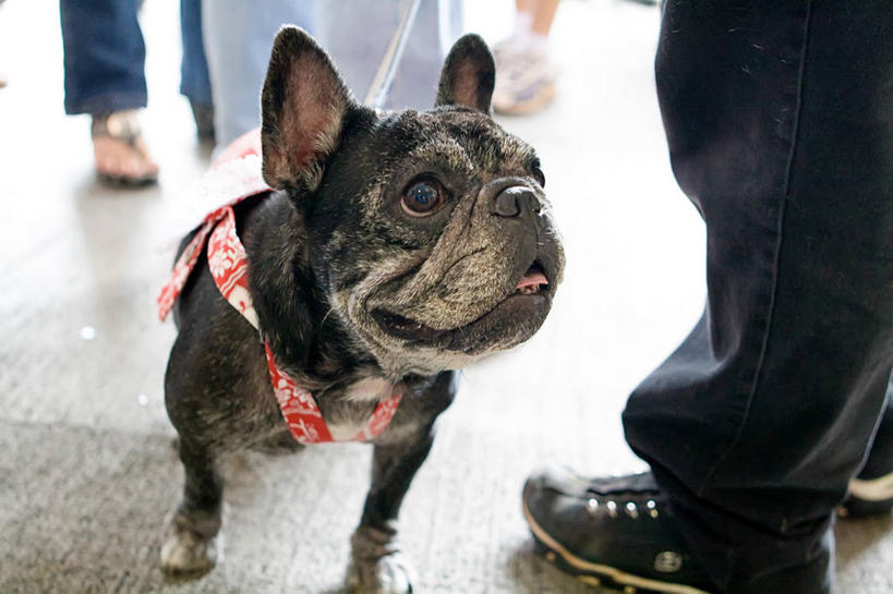 腿,一个人,站,横图,室外,白天,宠物,狗,鞋子,美国,小的,牛仔裤,休闲装,人体,摄影,幽默,太平洋岛屿,彩图,凯卢阿,法国斗牛犬