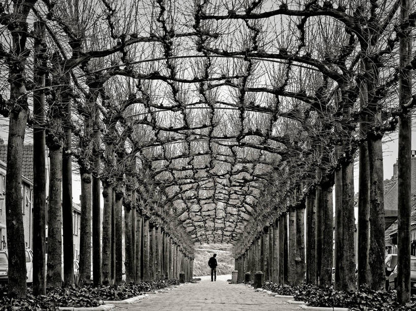 成年人,一个人,横图,黑白,室外,白天,重复,荷兰,仅一个男性,一排,对称,整齐,隧道,枝,首都,排列,摄影,队列,透视图,剪影,北布拉班特,林荫大道