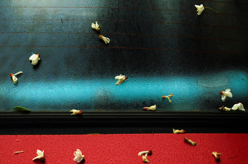 无人,横图,室外,白天,植物,汽车,罗马尼亚,挡风玻璃,花,自然,摄影,死亡,克卢日纳波卡,彩图