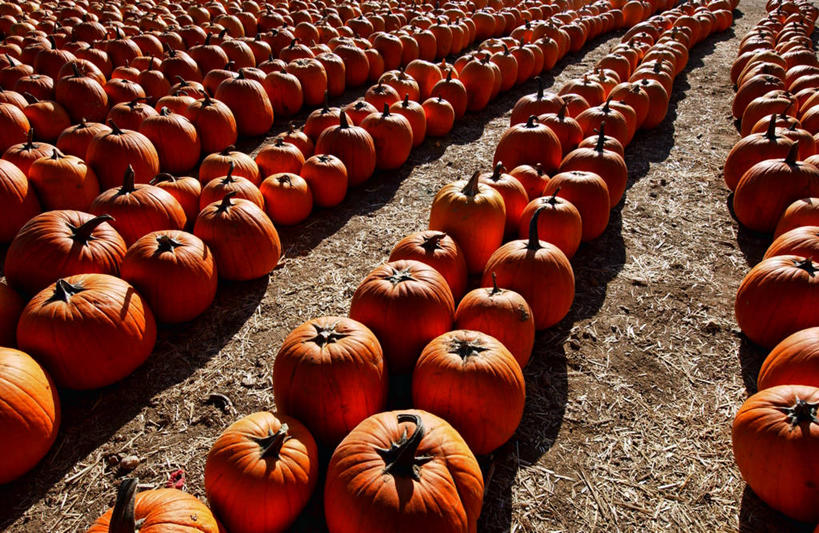 无人,横图,室外,白天,农业,美景,南瓜,蔬菜,美国,一排,许多,丰富,整齐,景观,很多,排列,自然,橙色,景色,摄影,生长,队列,清新,加利福尼亚,自然风光,南瓜地,健康食物,彩图