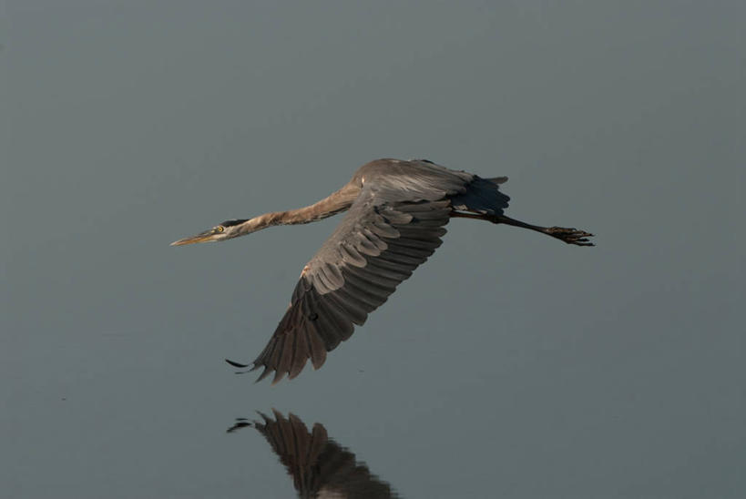 无人,横图,室外,白天,侧面,水,野生动物,美国,反射,自然,摄影,大蓝苍鹭,马里兰,彩图
